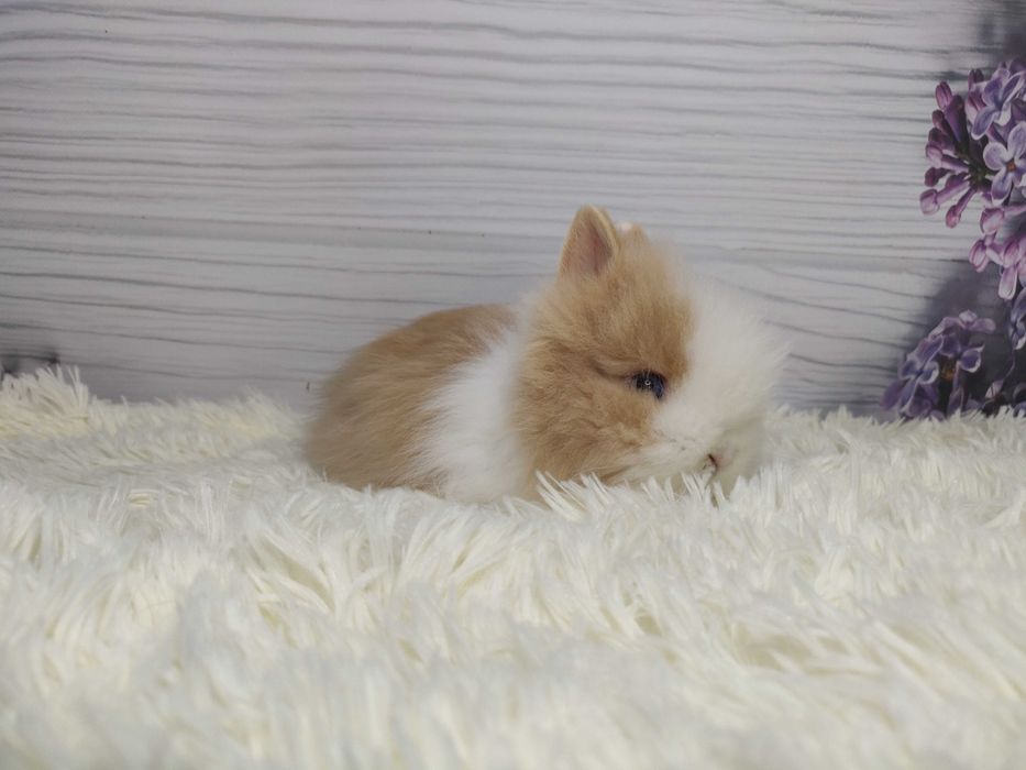 Piękne króliczki karzełki Teddy. Urocze króliczki do rezerwacji.