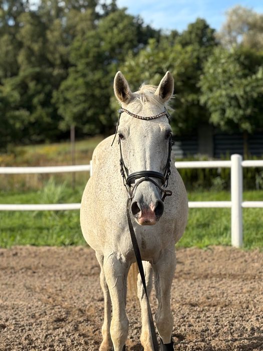 Siwa klacz na sprzedaż filmy na pv
