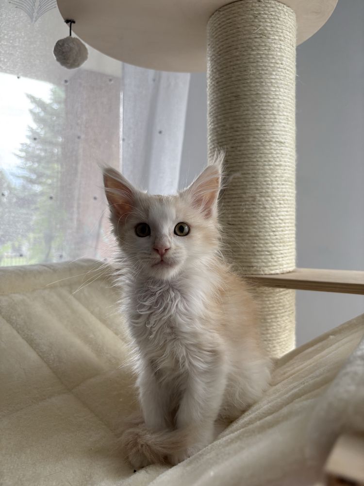 Kocur Maine Coon Gracjan
