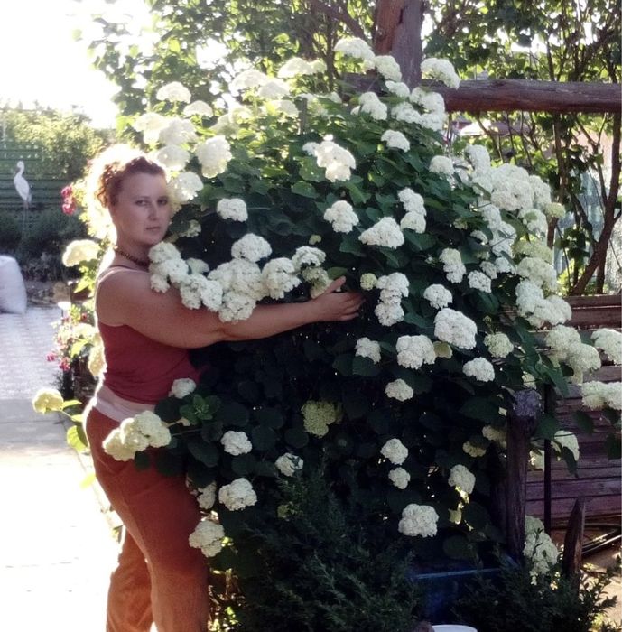 Сирень біла і темнофіолетова, Гортензия древовидная Аннабель