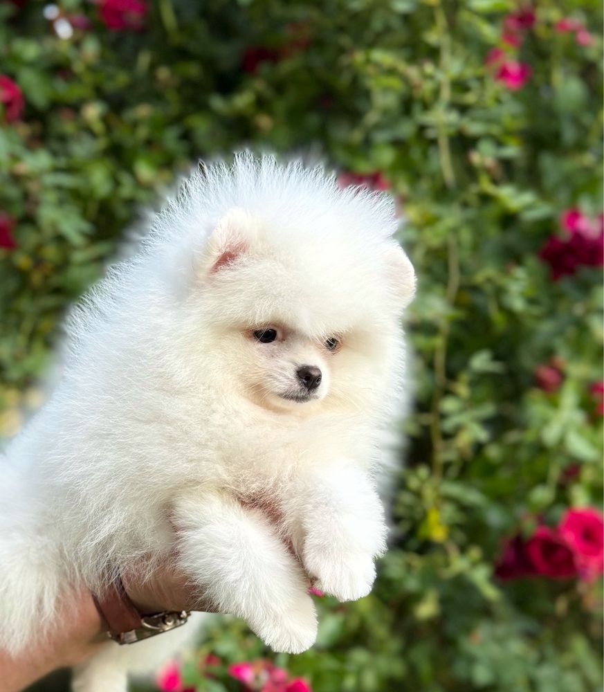 Biała suczka Szpic miniaturowy do odbioru+Paszport Pomeranian Zkwp FCI