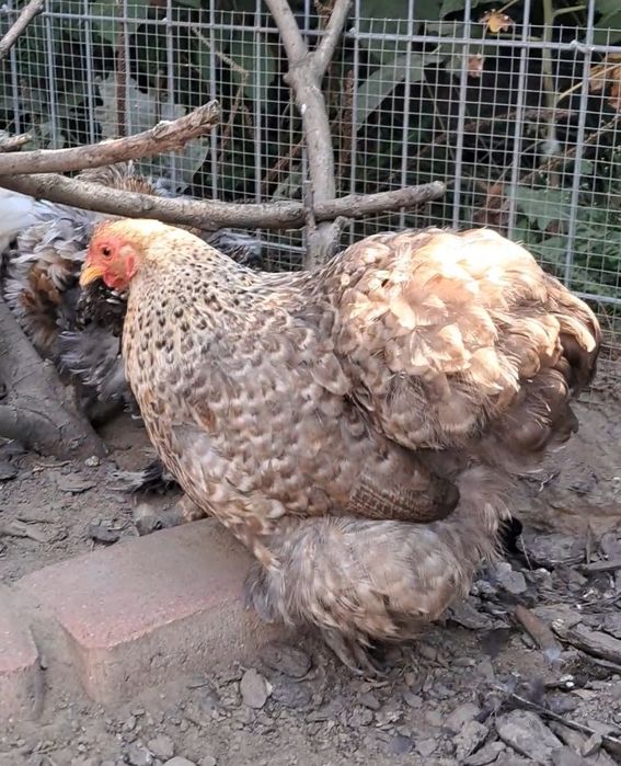 Silki, Australorp, Karzełek kochin