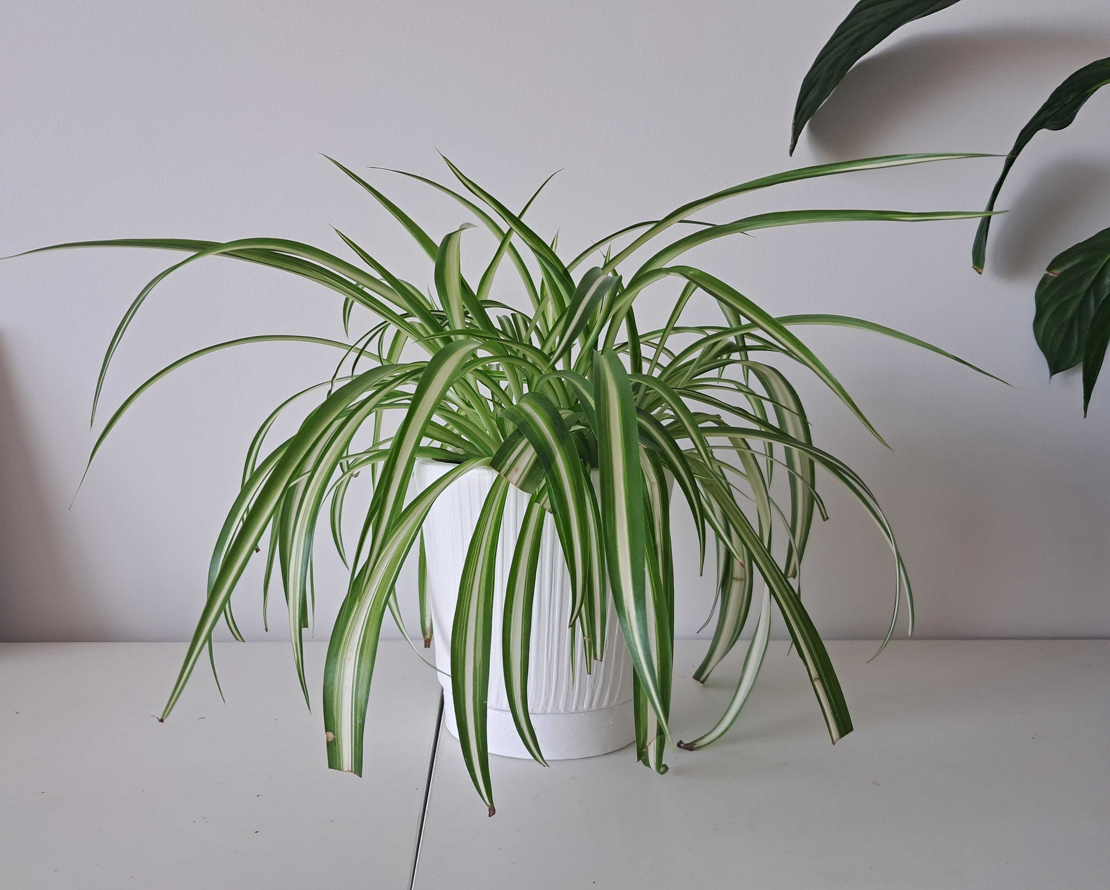 spatifilum, chlorophytum