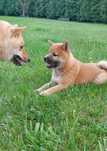 Shiba Inu szczenię