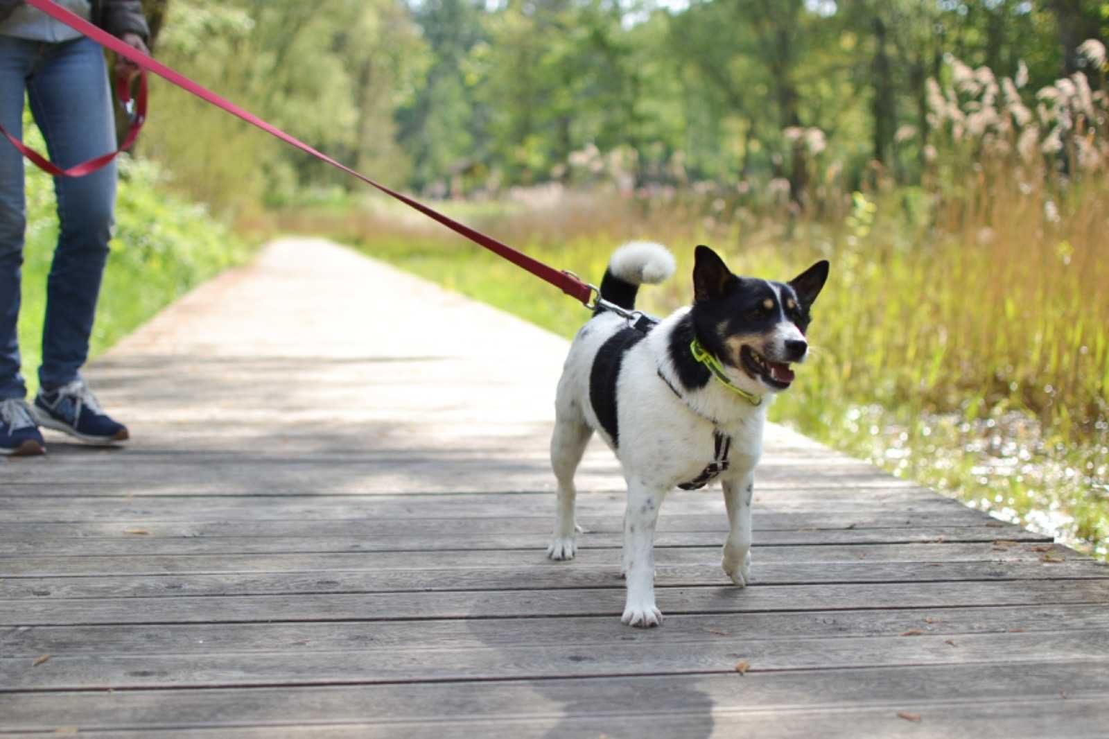 Żuczek maleńki przytulak do adopcji