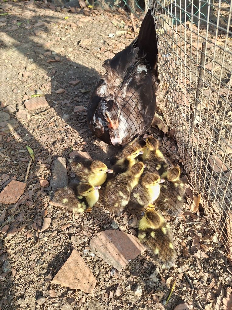 Patos mudos novos