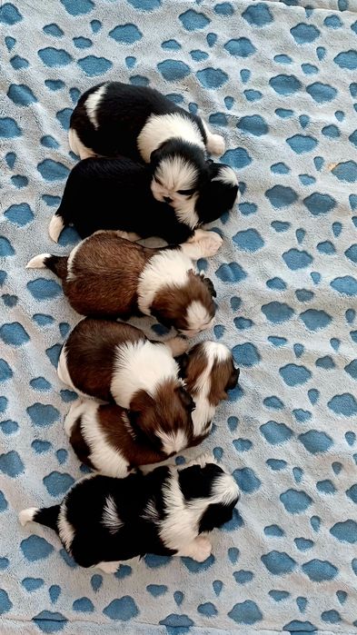 Szczeniaczki Shih Tzu
