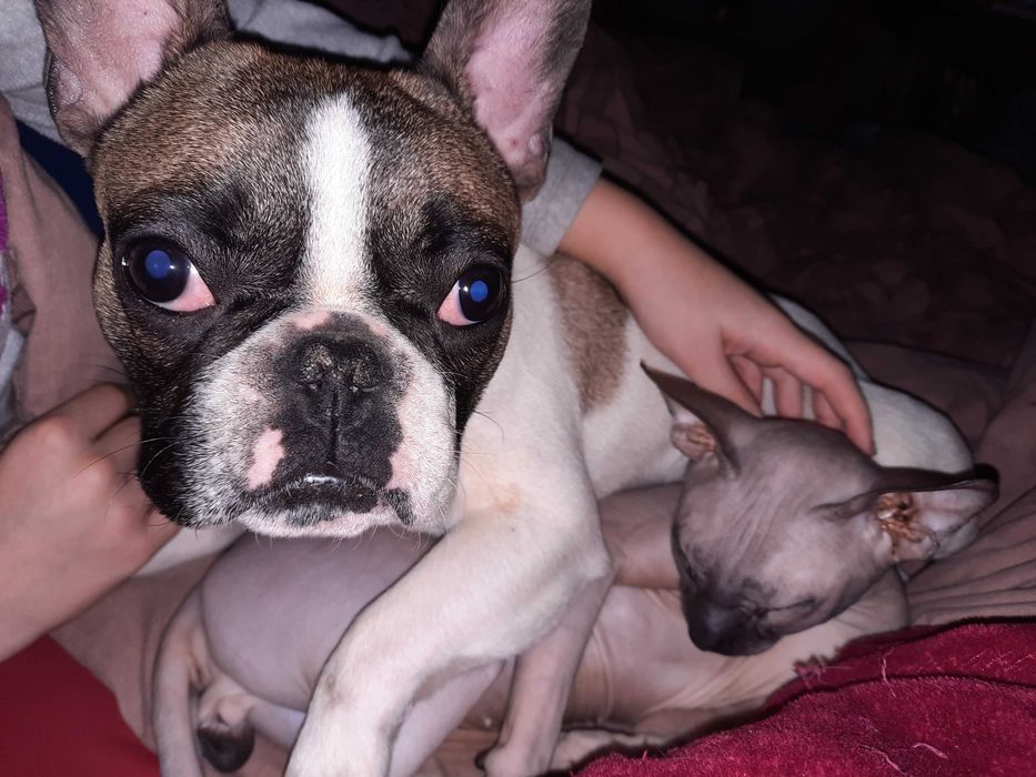 Французький бульдог