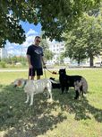 Passeio de cães | Experiência de 6 anos | Lisboa, Oeiras, Cascais