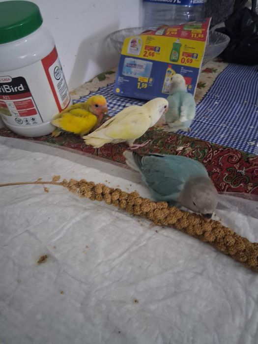 Rosicolis criados a mão