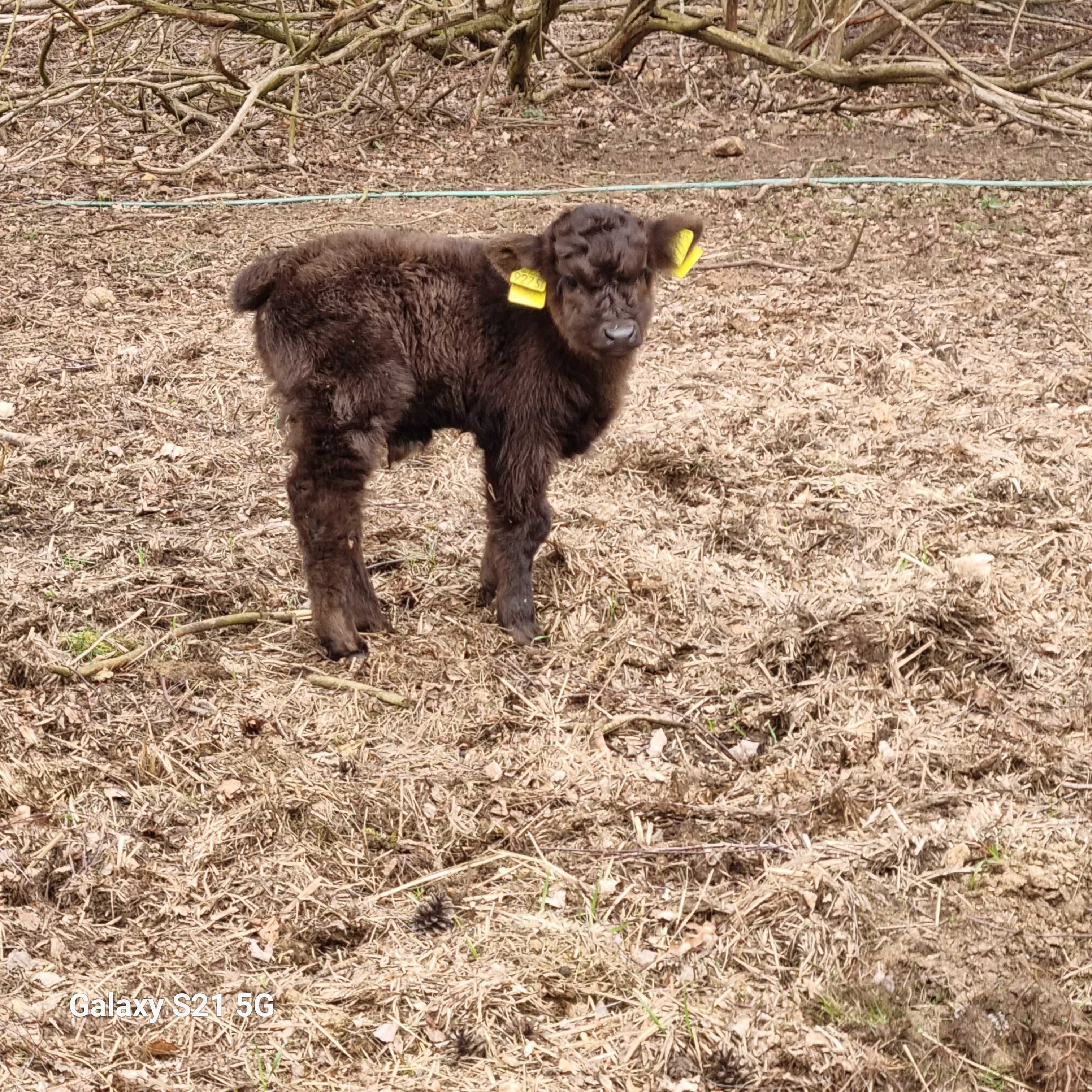 Highland Cattle MIX