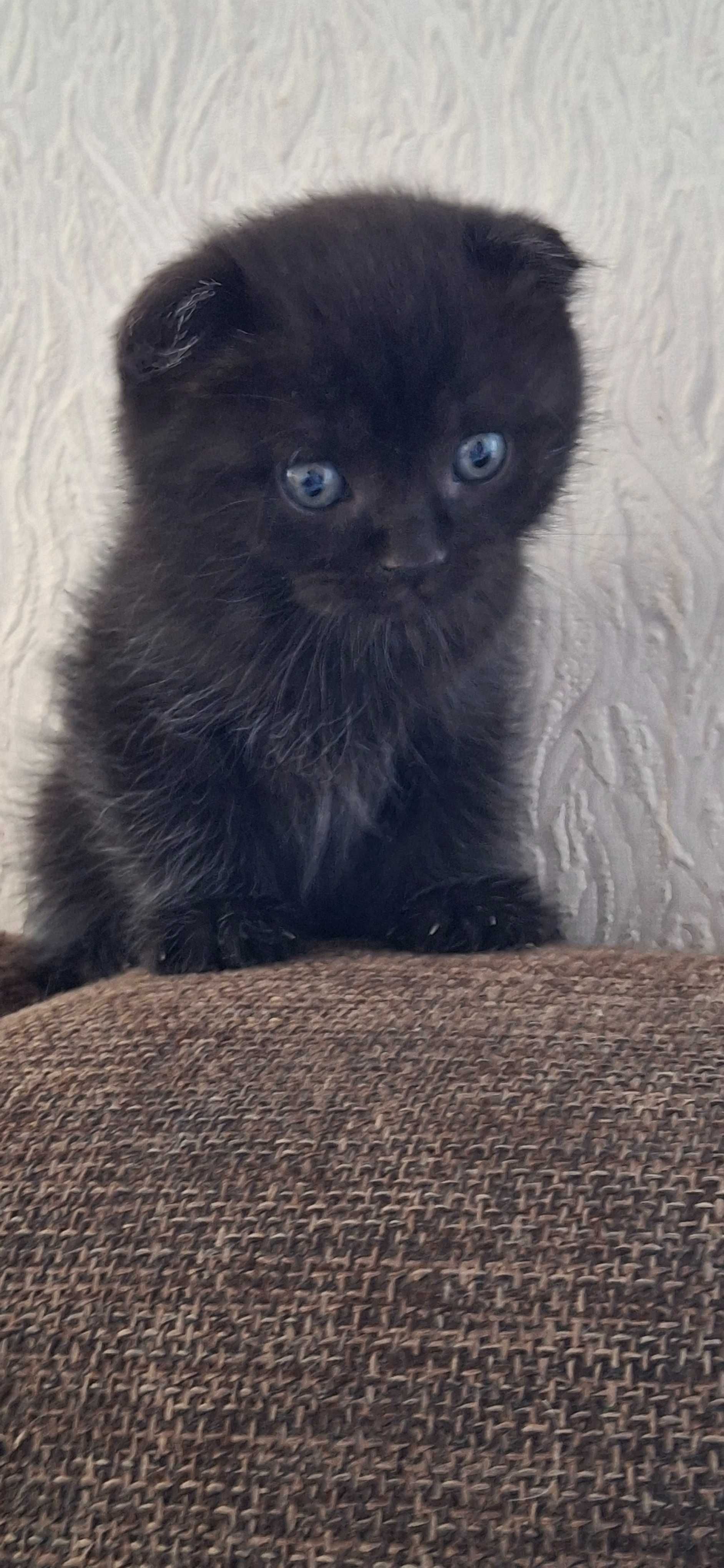 Котята от шотландской
