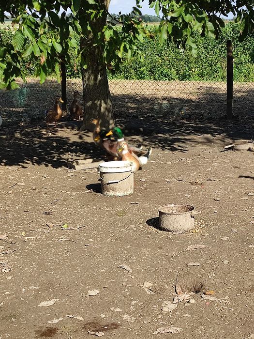 Kaczki staropolskie