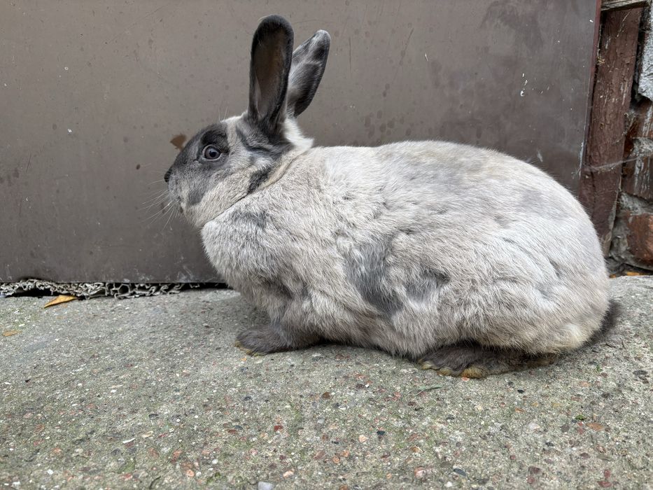 Kroliki Kuna Wielka Niebieska KWN samica