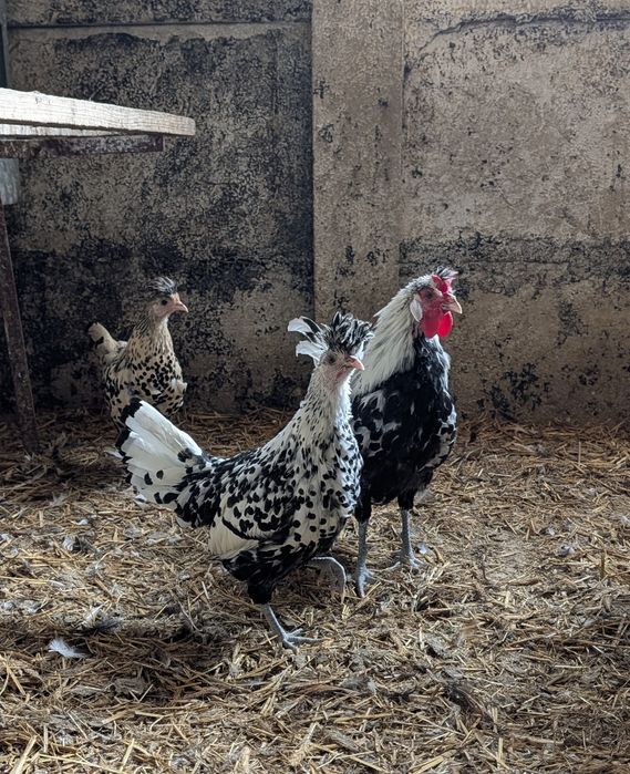 Kury Appenzeller jaja lęgowe