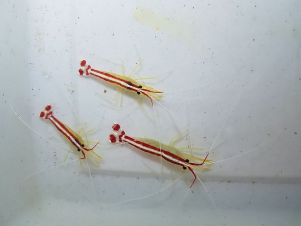 Lysmata amboinensis krewetka czyszcząca akwarium morskie