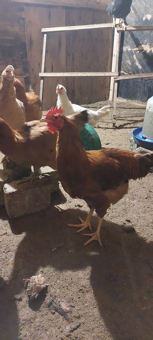 Молодые петушки Доминанта