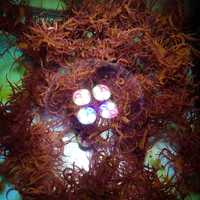 Halymenia sp. Makroglon Oddech Smoka Akwarium morskie Akwarystyka