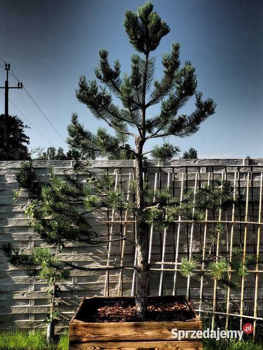 Drzewo Sosna Czarna Niwaki  200cm - 320cm - Pušis Juodoji