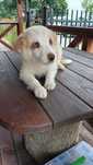 Border collie Red merle