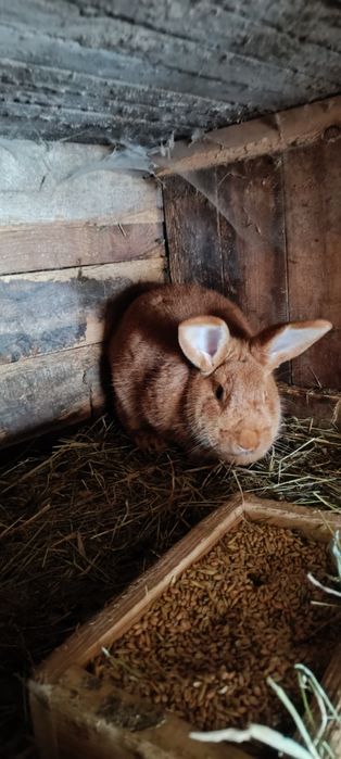 Królik Samica burgundzka