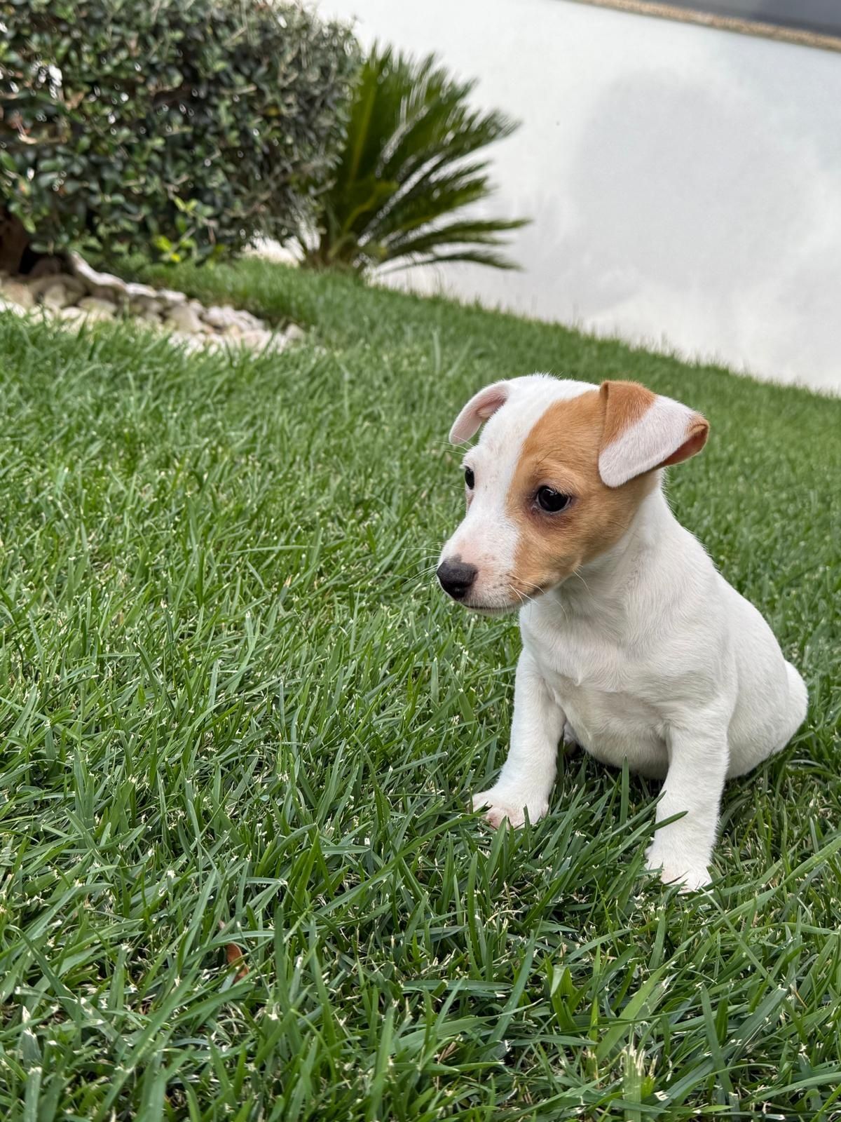 Jack Russel qualidade