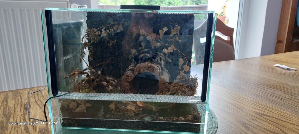 Terarium dla pająka.
