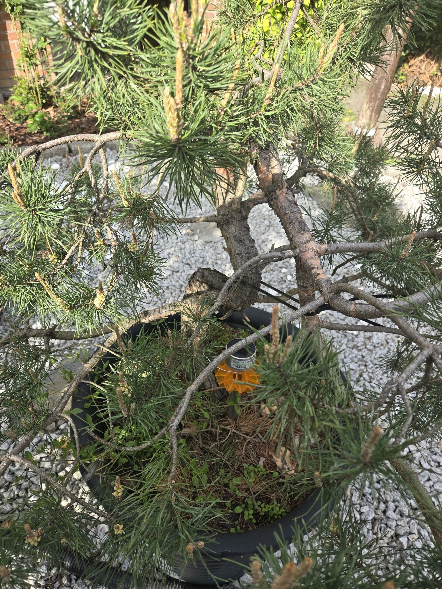 Drzewko bonsai yamadori 30 lat
