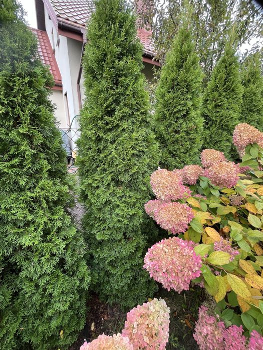 Tuja szmaragd około 180 cm