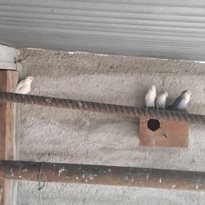 Vendo estas aves todas anilhadas