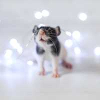 Красивенные малыши крысы