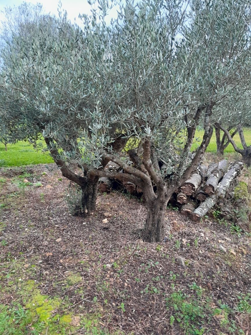 Oliveiras centenarias