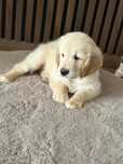 Golden retriever piesek
