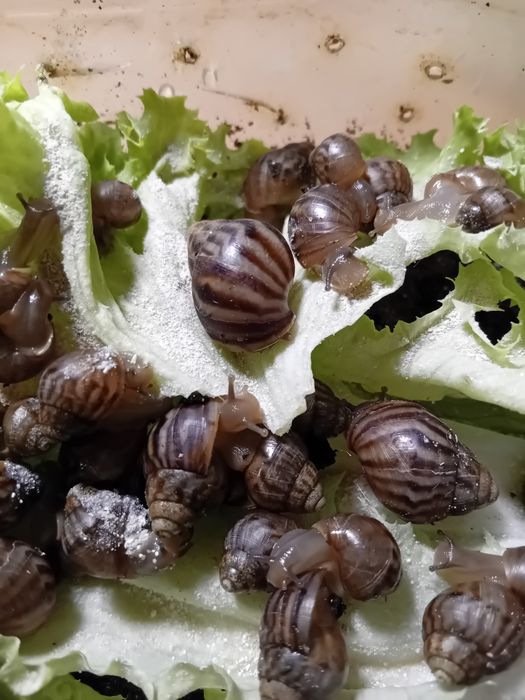 Отдам ахатинских улиток