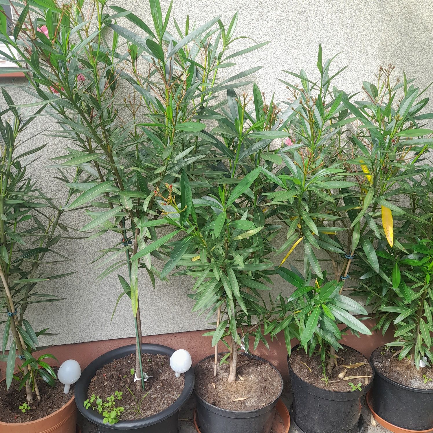 Sprzedam Oleander w donicach