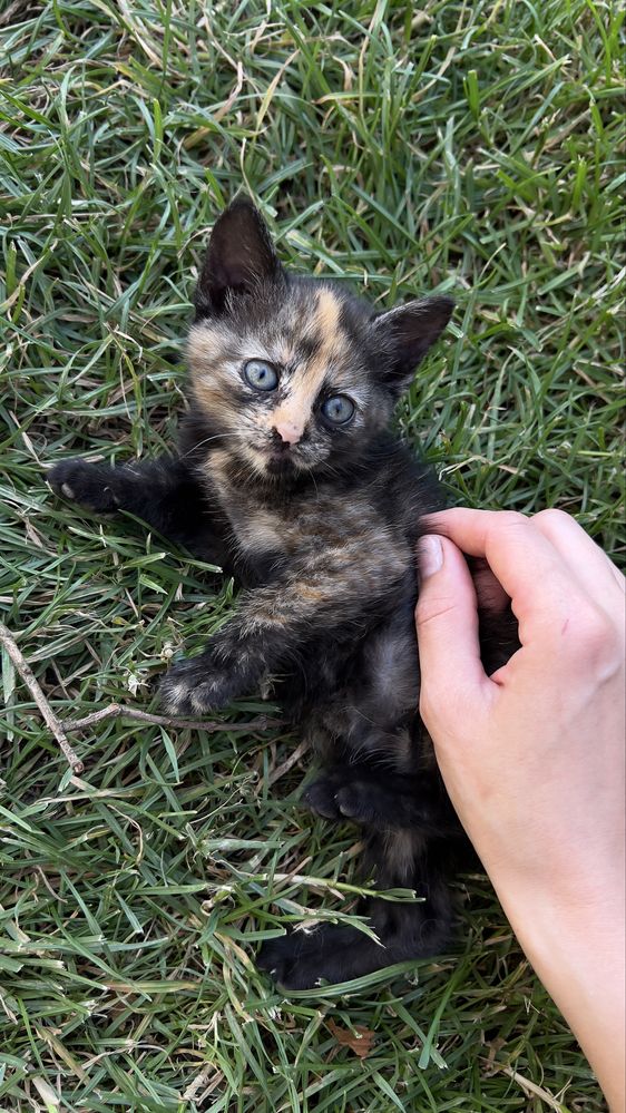Віддаємо кошенят в добрі руки. Котики/киця/кіт/кошеня