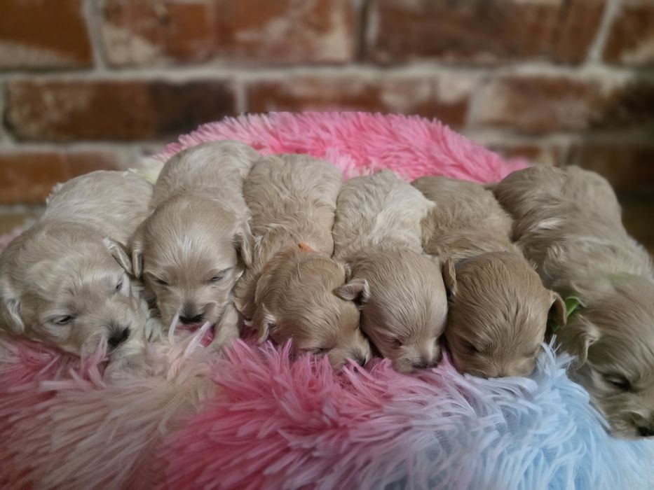 Maltipoo f1  suczka do rezerwacji!!!