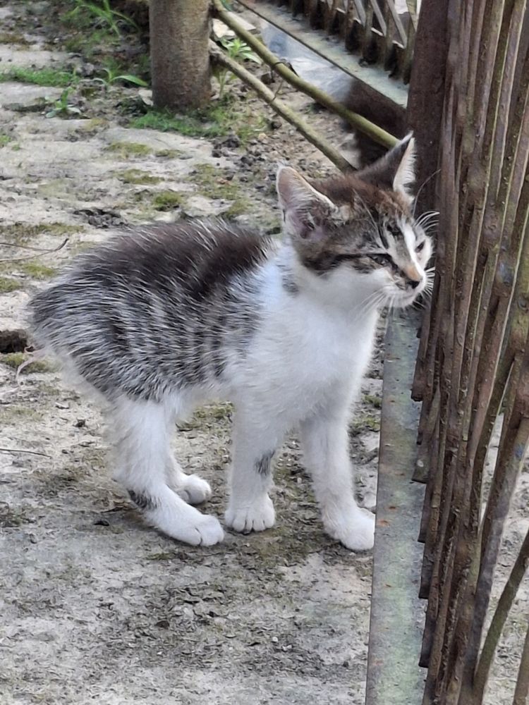 Oddam koty kotki w dobre ręce 2 koty 2 kocice