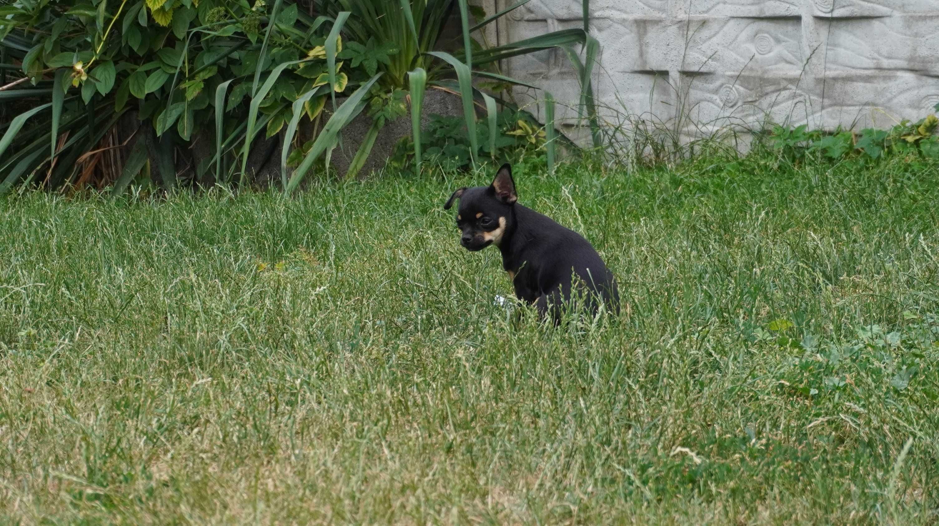 Sunia krótkowłosa Chihuahua - ZKwP/FCI