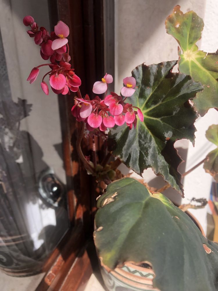 Planta com flor + Vaso