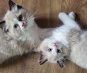 Ragdoll rodowód FPL kocurek seal bicolor