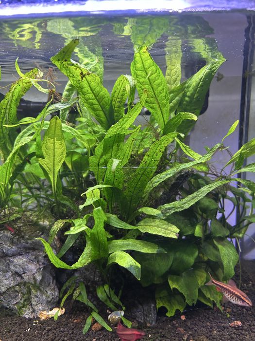 Plantas aquarios (anubias, bucephalandra, fetos java)