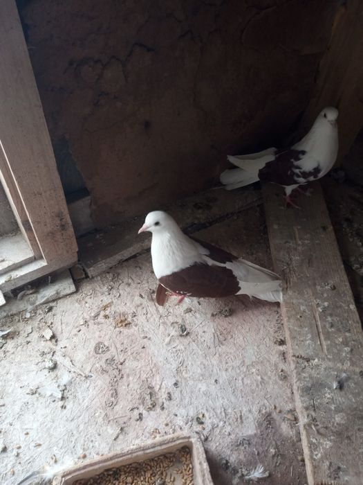 Gołębie orliki -boki