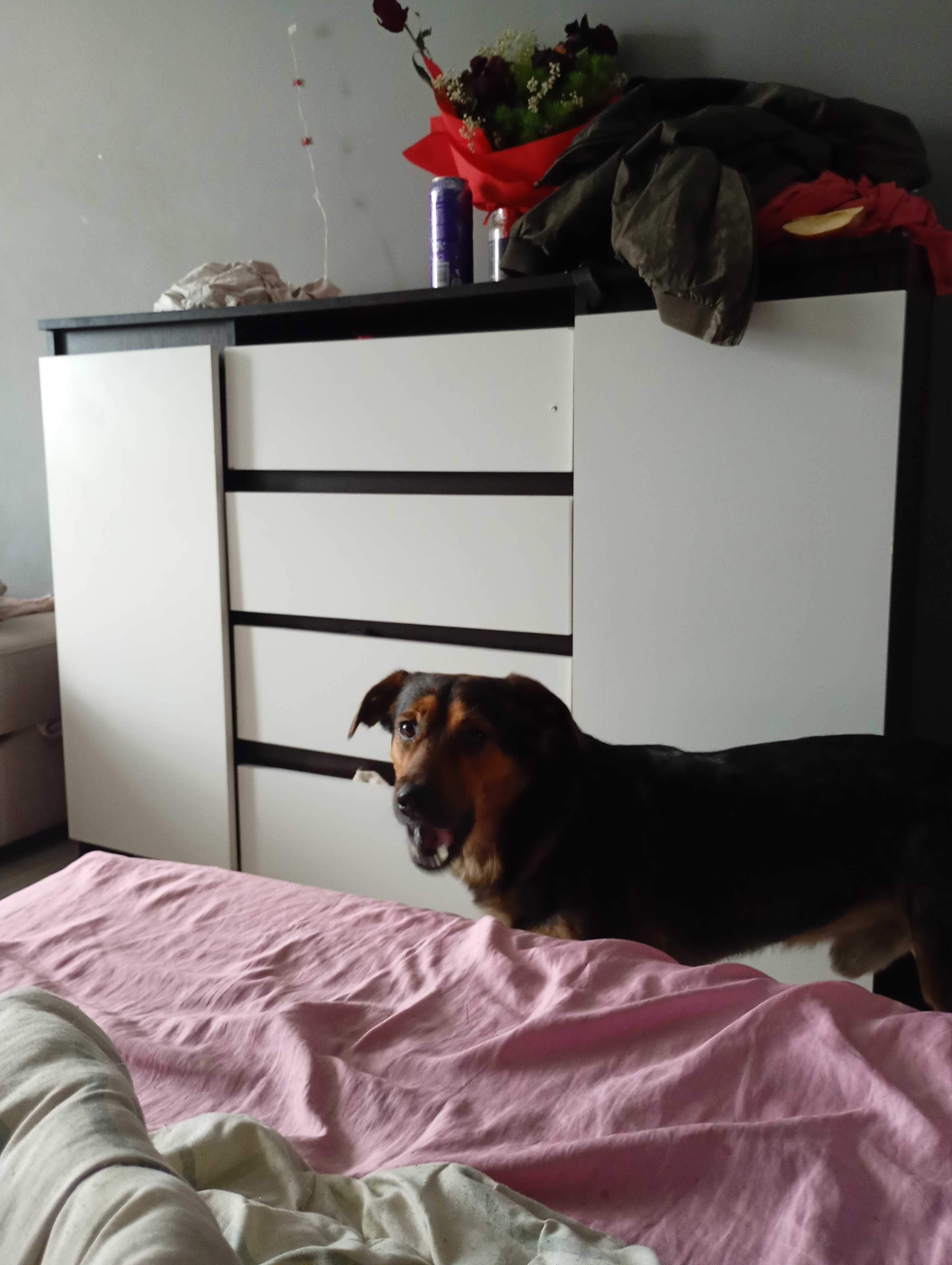 Oddam pieska dwu letniego