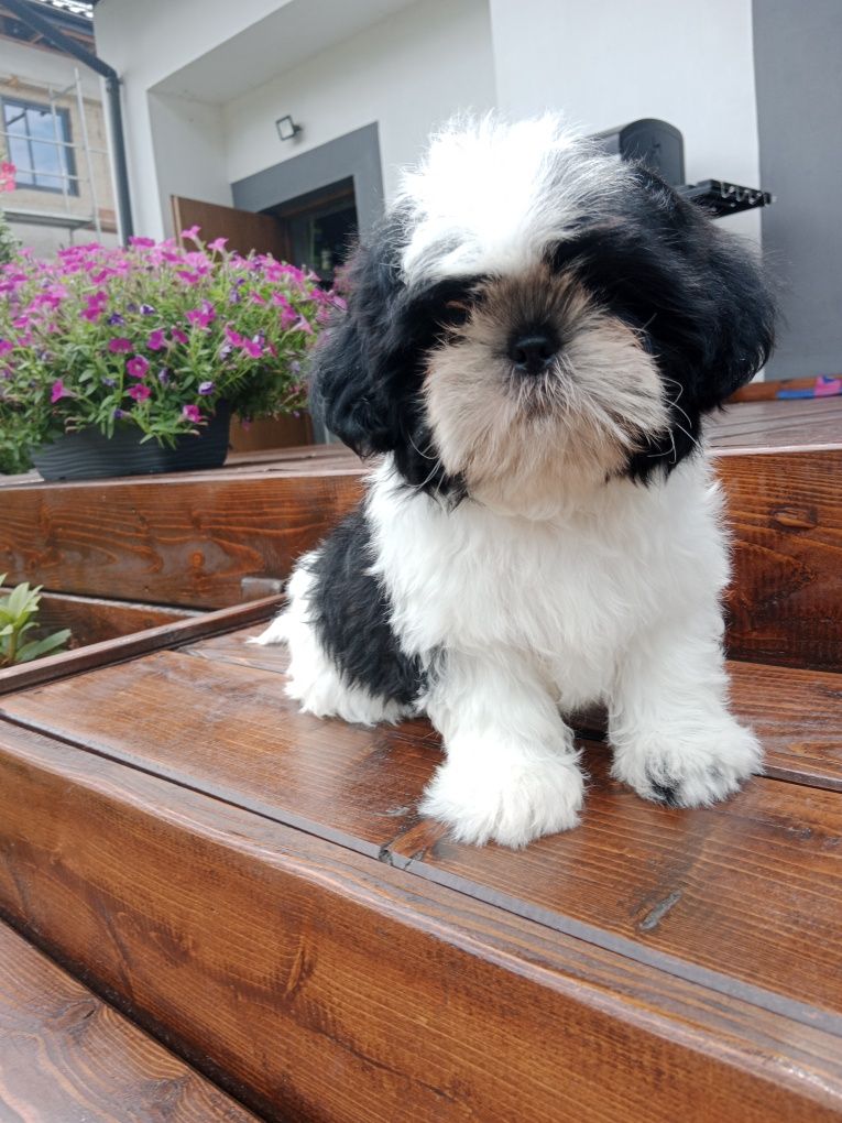 Śliczny piesek Shih Tzu