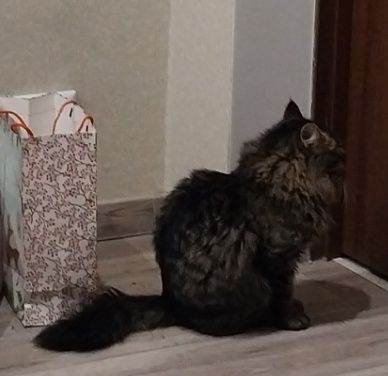 Пропал кот Хантер