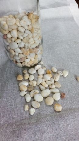 Pedras e conchas -Artesanato
