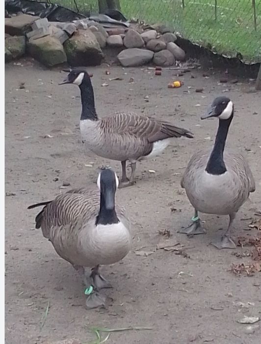 Sprzedam gęsi nilowe ine