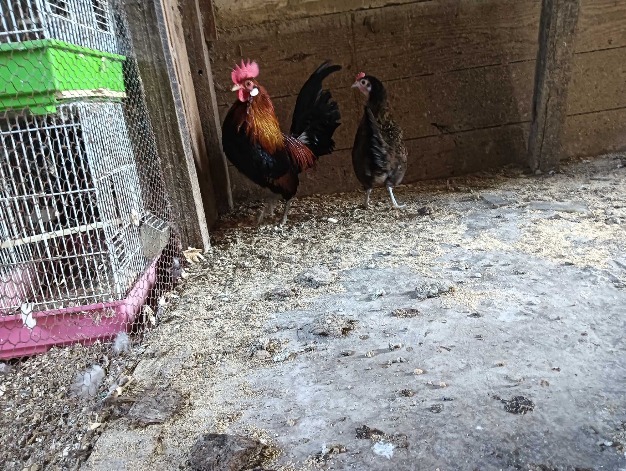 Ayam Cemani Brahmas Malines Jersey Gigante ovos férteis e aves