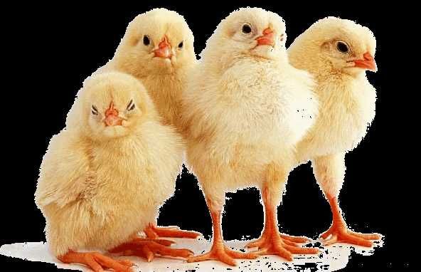 Пропонуємо до продажу якісних бройлерів